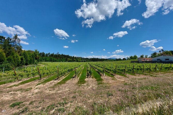 Private Tour to Aveiro, to the Sparkling Wine Cellars and Piglet Tasting - Museu do Vinho da Bairrada: The Optional Tech-Focused Stop