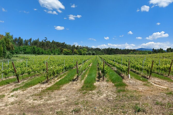 Private Tour to Aveiro, to the Sparkling Wine Cellars and Piglet Tasting - Lunch, Pig-Focused Food, and How It Fits the Wine Theme