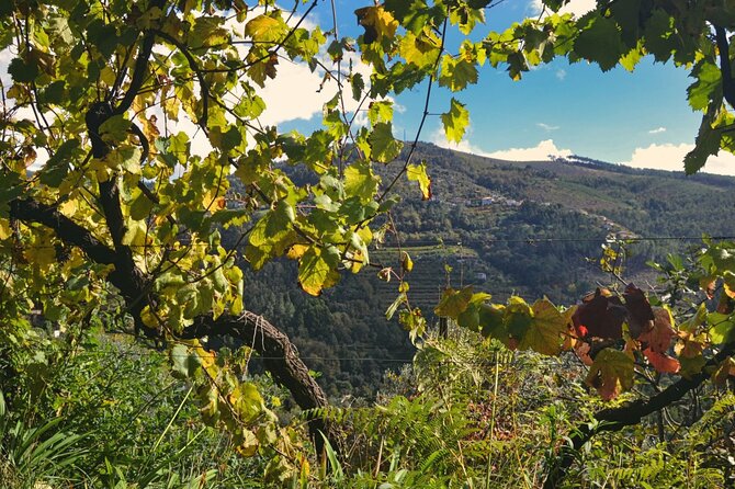 Private Vinho Verde Region Wine Tour from Porto Including Lunch - Price and what it really buys you from Porto