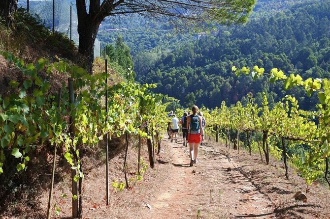 Private Vinho Verde Region Wine Tour from Porto Including Lunch - Celorico de Basto: first tasting with big mountain views