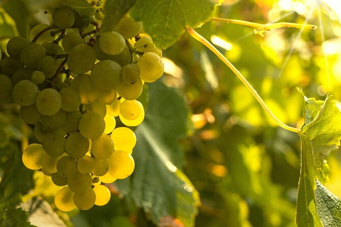 Private Vinho Verde Region Wine Tour from Porto Including Lunch - Morning pickup and the Minho drive: where the day sets its pace