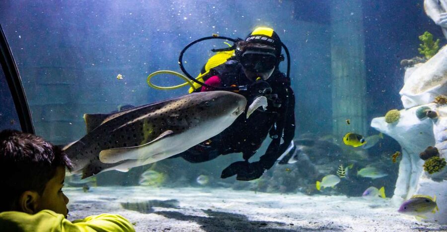 SEA LIFE Porto Full-Day Entrance Ticket - Getting Oriented at SEA LIFE Porto in Castelo do Queijo