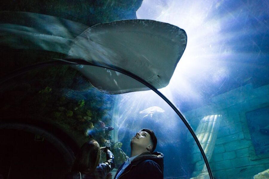SEA LIFE Porto Full-Day Entrance Ticket - Free Educational Talks and Feeding Demonstrations, How to Use Them