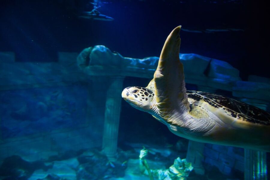 SEA LIFE Porto Full-Day Entrance Ticket - Price and Value at About $22 Per Person