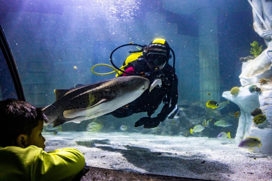 SEA LIFE Porto Full-Day Entrance Ticket - What You’ll See, From Cow-Faced Rays to Green Sea Turtles