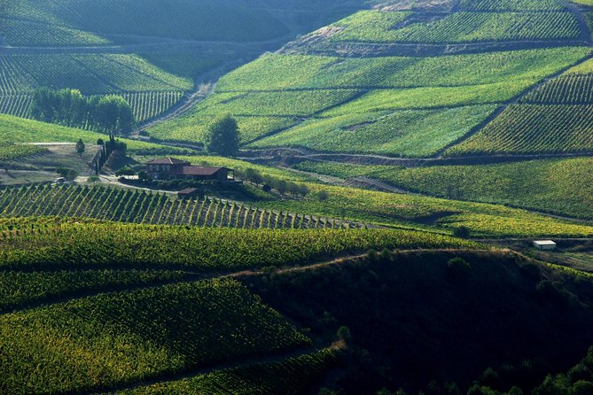 Upper Douro Walk & WineTour - Why This Douro Walk and Wine Day Feels Different